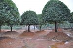 精品桂花園