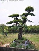 造型榆樹樁